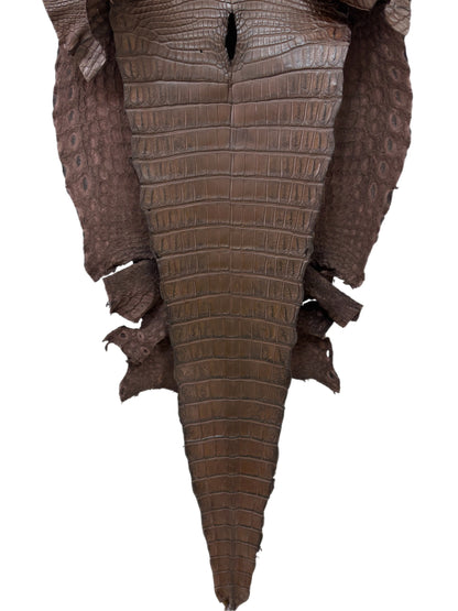 41 cm Grade 2/3 Chocolate Desert Farm- Raised Nile Crocodile Leather - Tag: ZM17-0086092