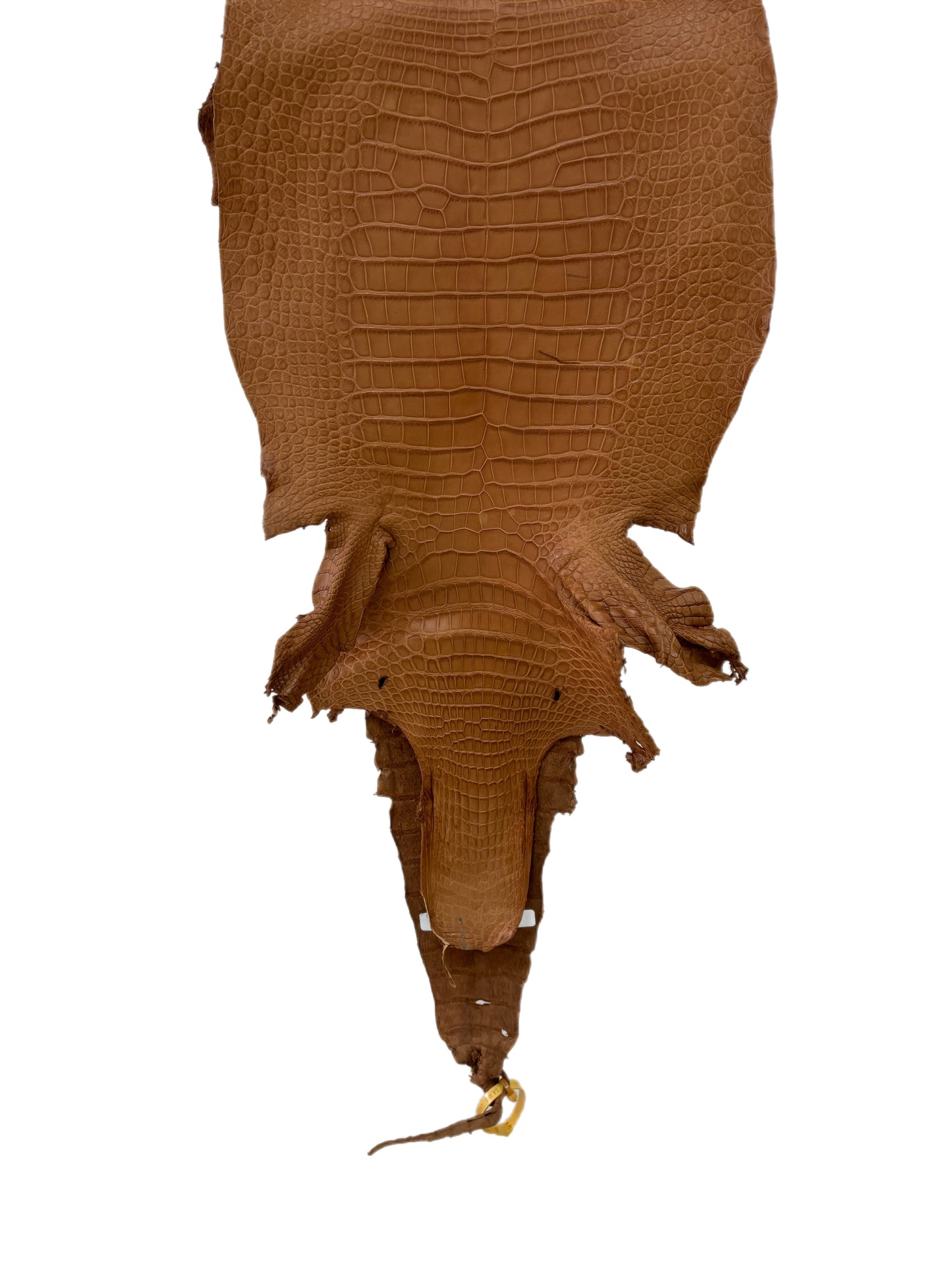 37 cm Grade 2/3 Almond Matte Wild American Alligator Leather - Tag: LA23-0003782