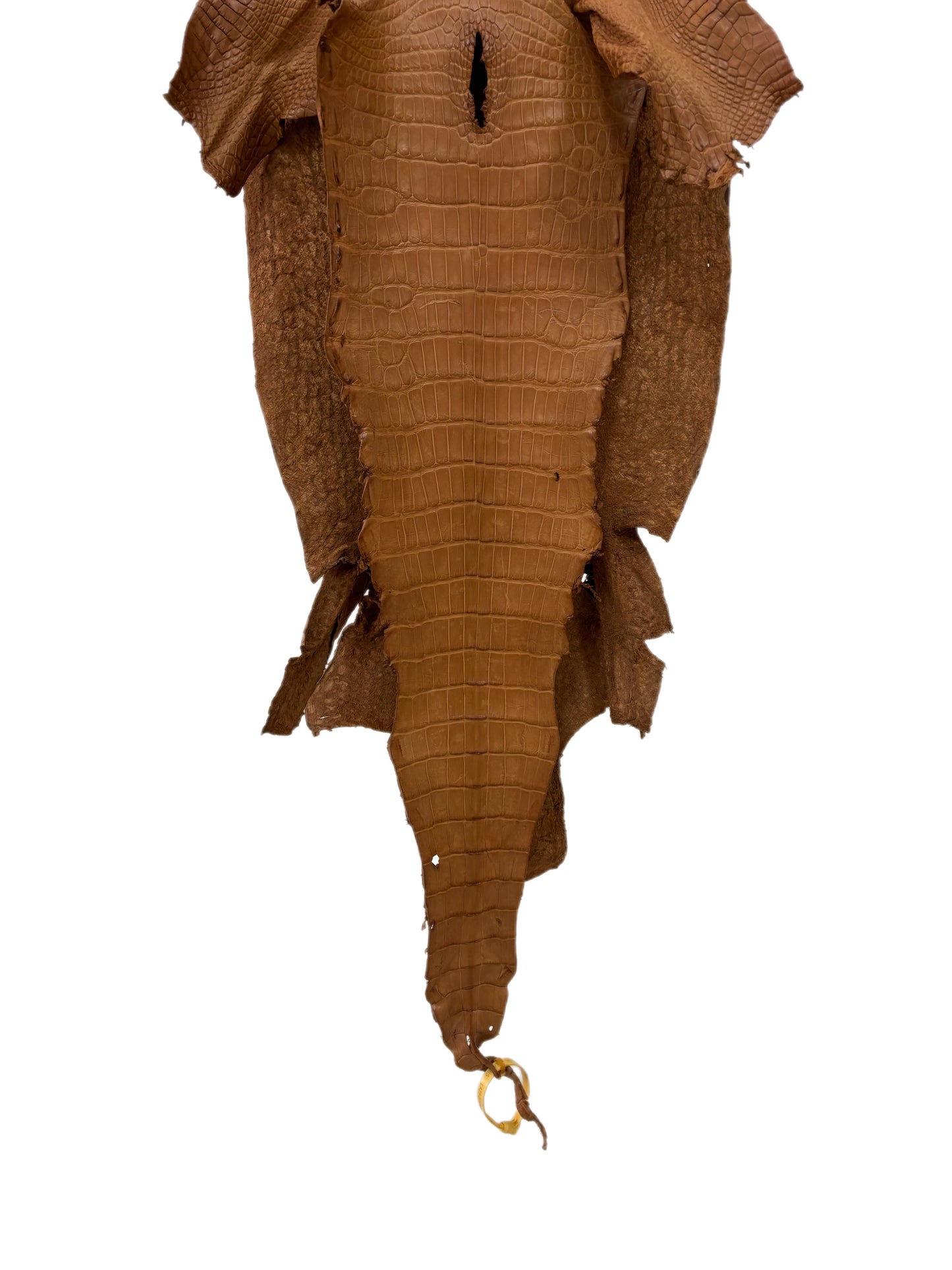 35 cm Grade 2/3 Almond Matte Wild American Alligator Leather - Tag: LA23-0019955