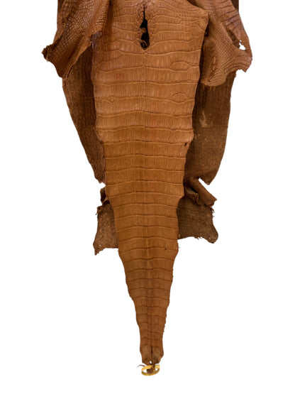 42 cm Grade 3/4 Almond Matte Wild American Alligator Leather - Tag: LA23-0016246