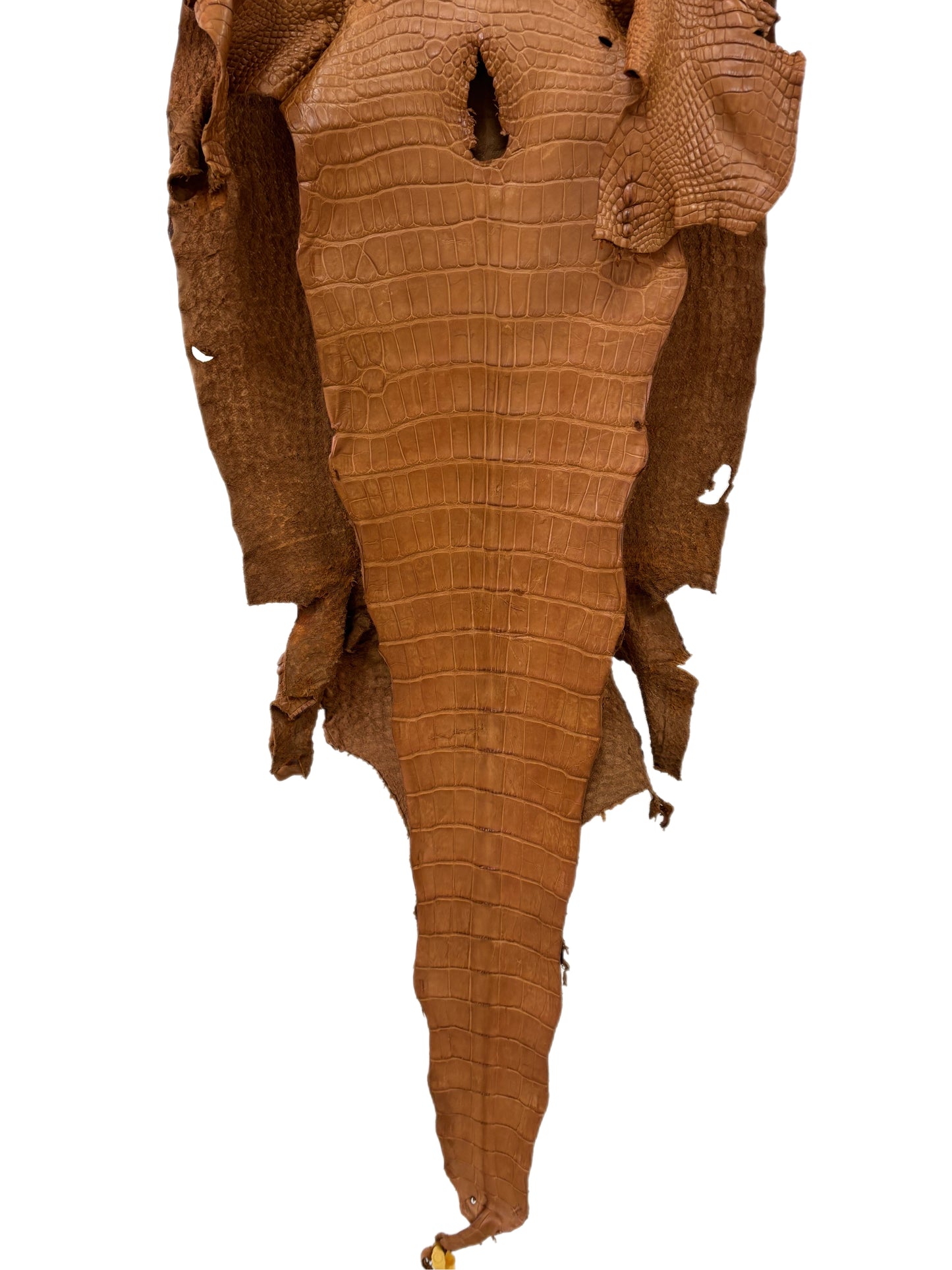 43 cm Grade 4/5 Almond Matte Wild American Alligator Leather - Tag: LA23-0025284