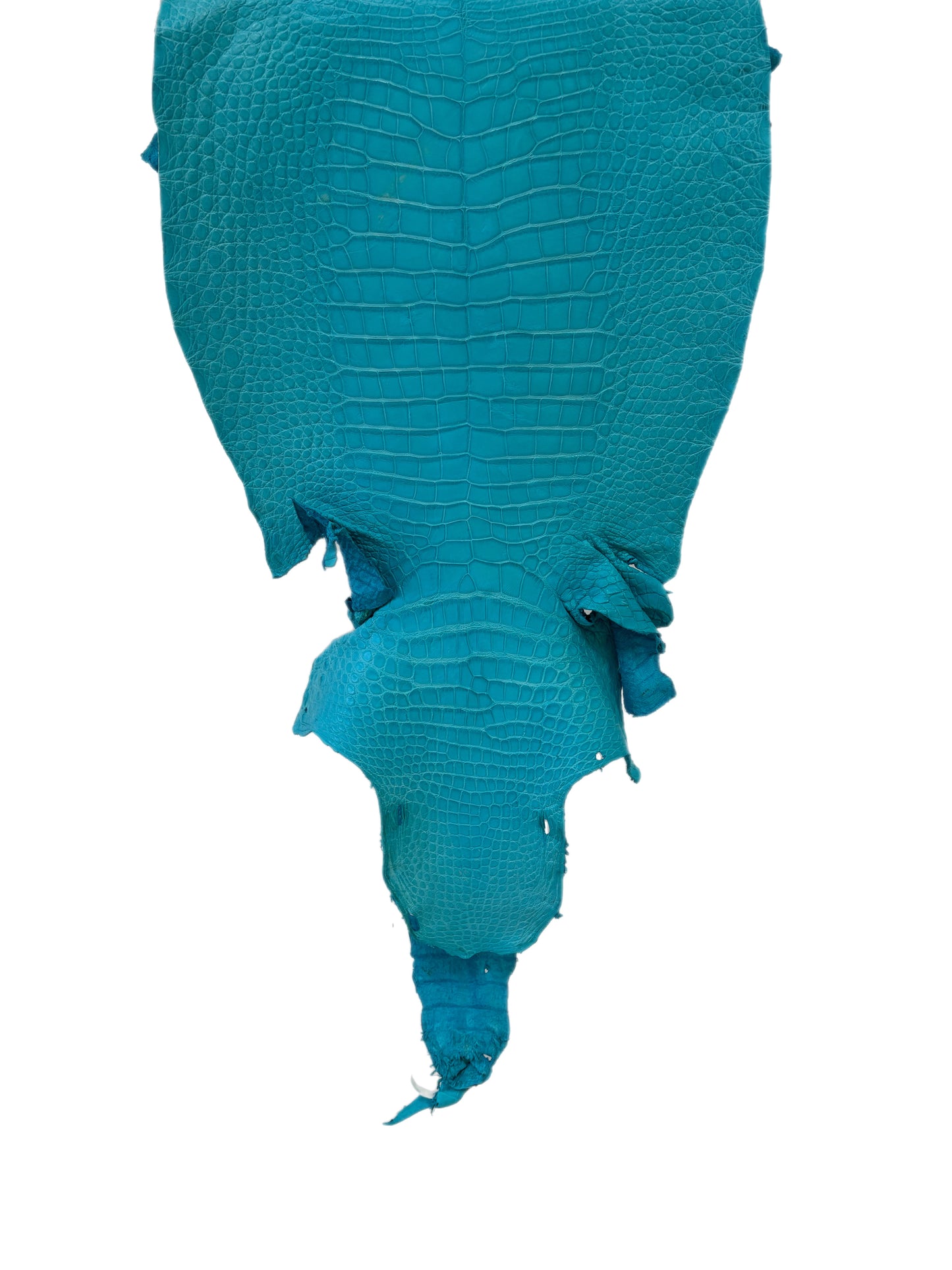 42 cm Grade 3/4 Turquoise Matte Wild American Alligator Leather - Tag: LA23-0007121