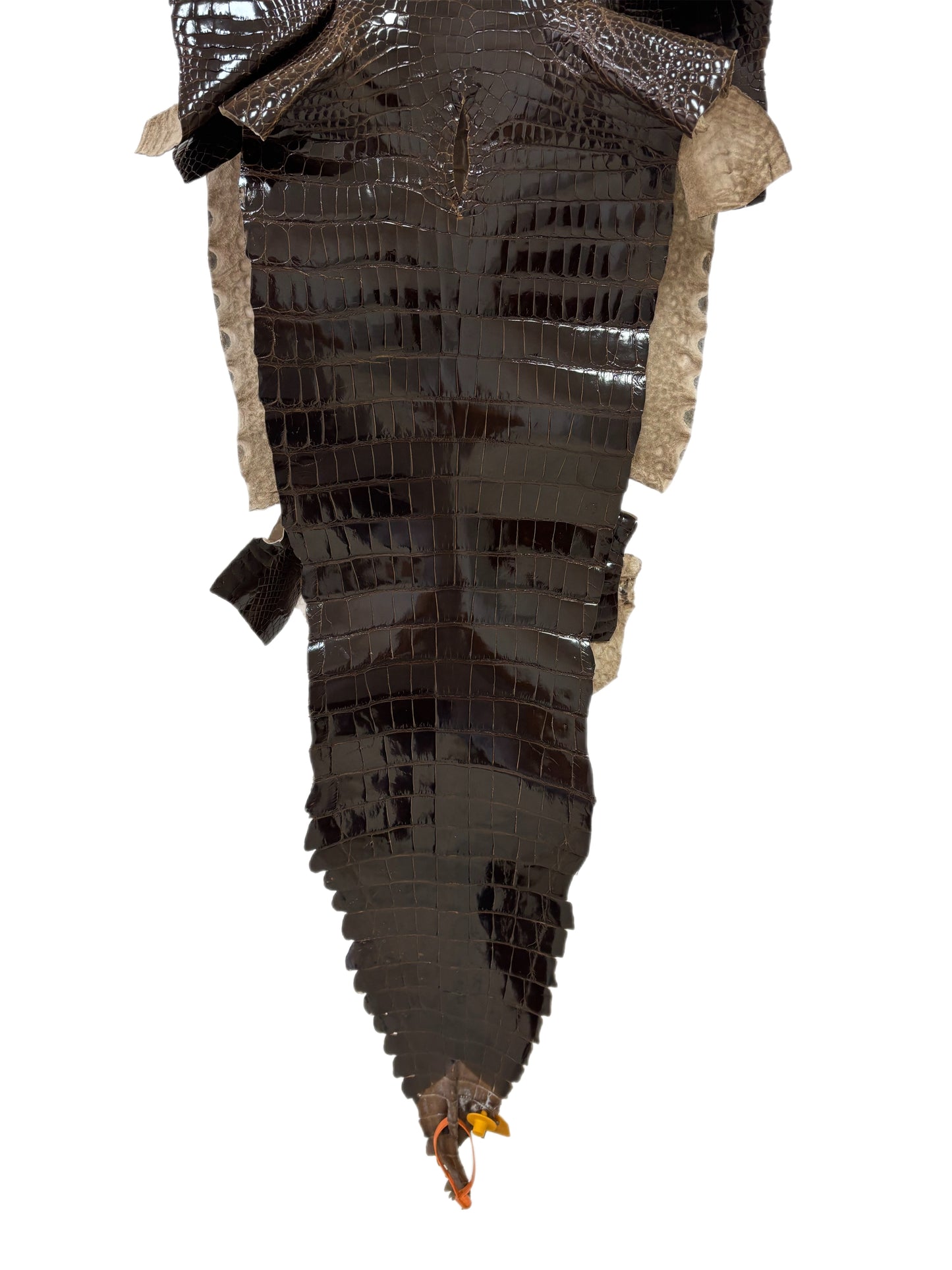 36 cm Grade 1/2 Sport Rust Brown Glazed Farm-Raised American Alligator Leather - Tag: GA14-0021544