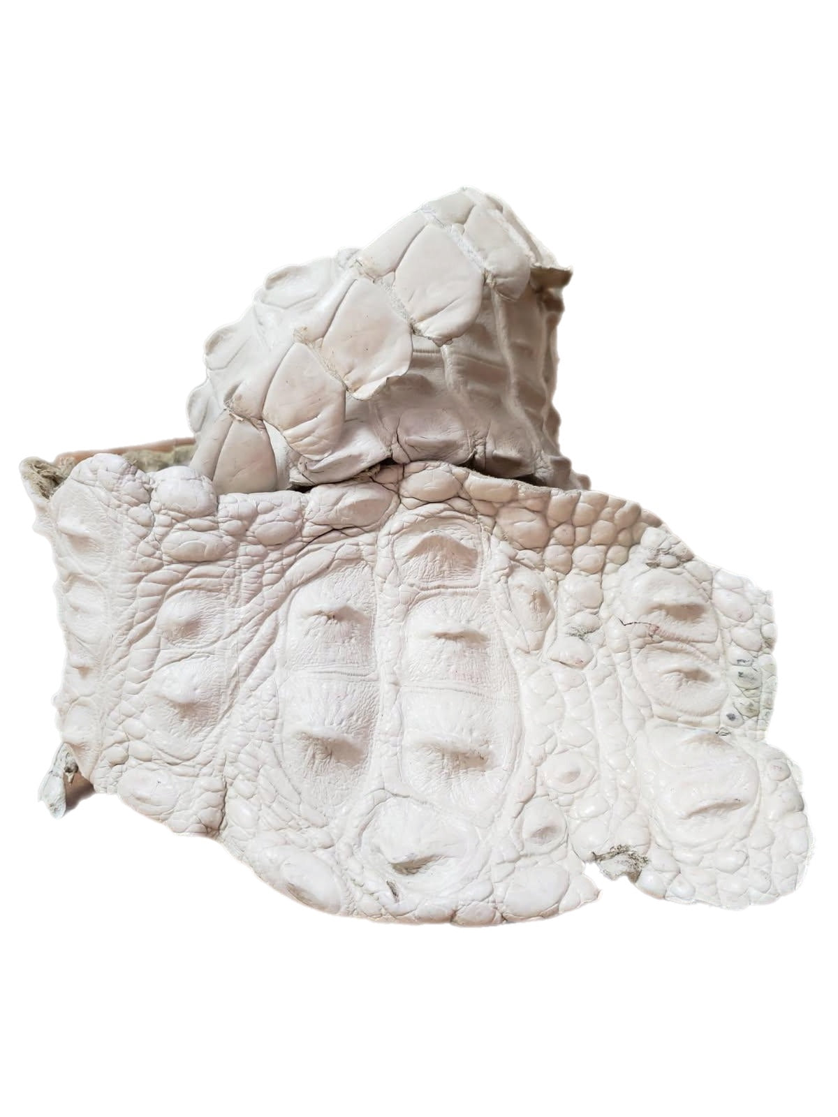 90-99 Cm Grade 1 Bone Matte Nile Crocodile Backstrap Leather