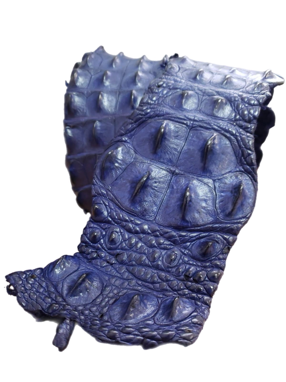 Nile Crocodile – AMTAN