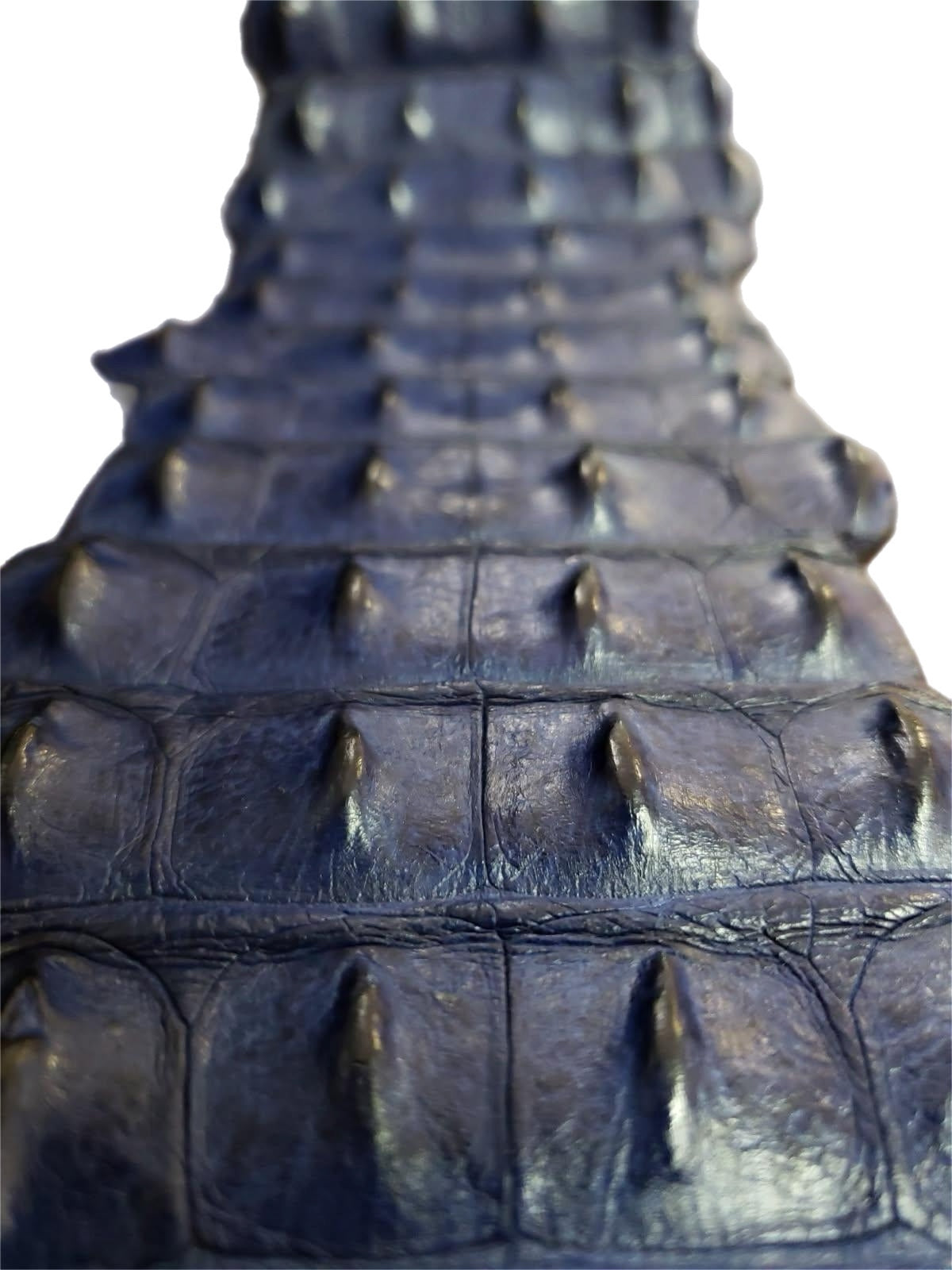 90-99 Cm Grade 1 Mod Blue Matte Nile Crocodile Backstrap Leather