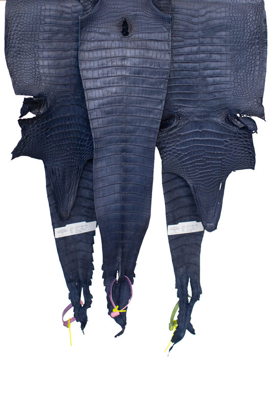 CLOSEOUT - Navy Blue Matte Farm Raised Alligator Belly from size 24-25 cm | Reject due to raw skin degradation