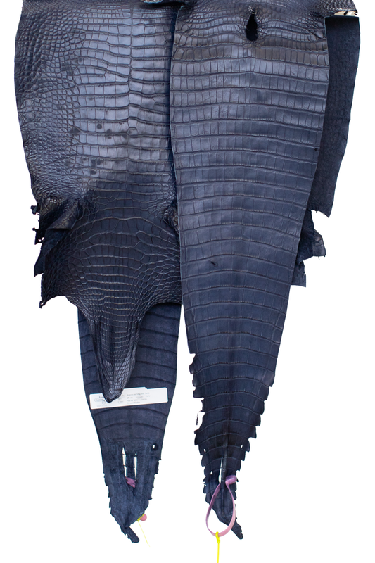 CLOSEOUT - Navy Blue Matte Farm Raised Alligator Belly from size 26-28 cm | Reject due to raw skin degradation
