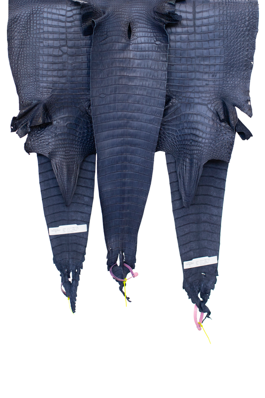 CLOSEOUT - Navy Blue Matte Farm Raised Alligator Belly from size 29-31 cm | Reject due to raw skin degradation