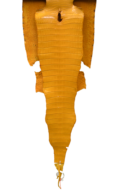 35 cm Grade 1/2 Golden Yellow Millennium Farm Raised American Alligator Leather