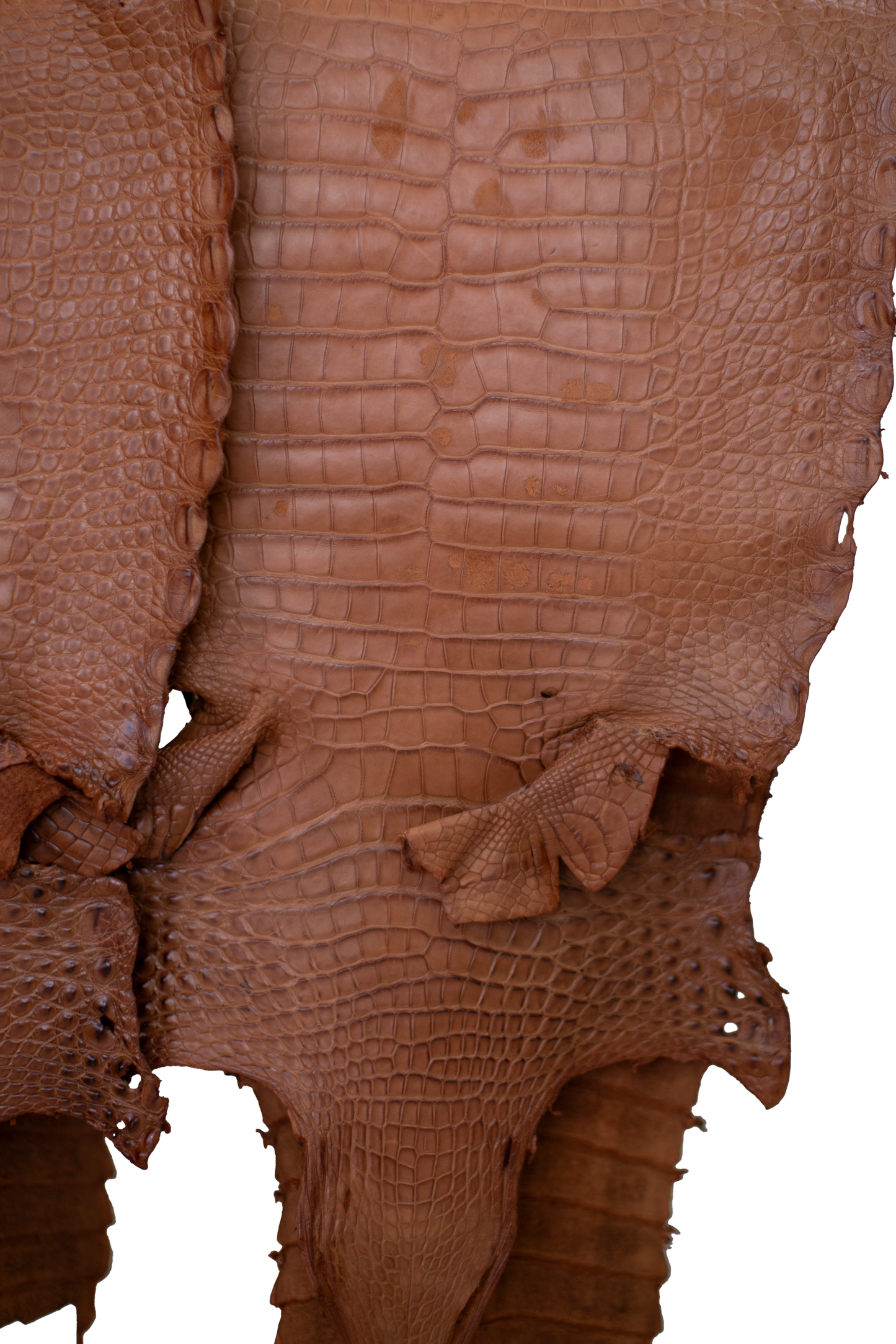 CLOSEOUT - Cognac Matte Farm Raised Alligator Belly | Reject due to raw skin degradation