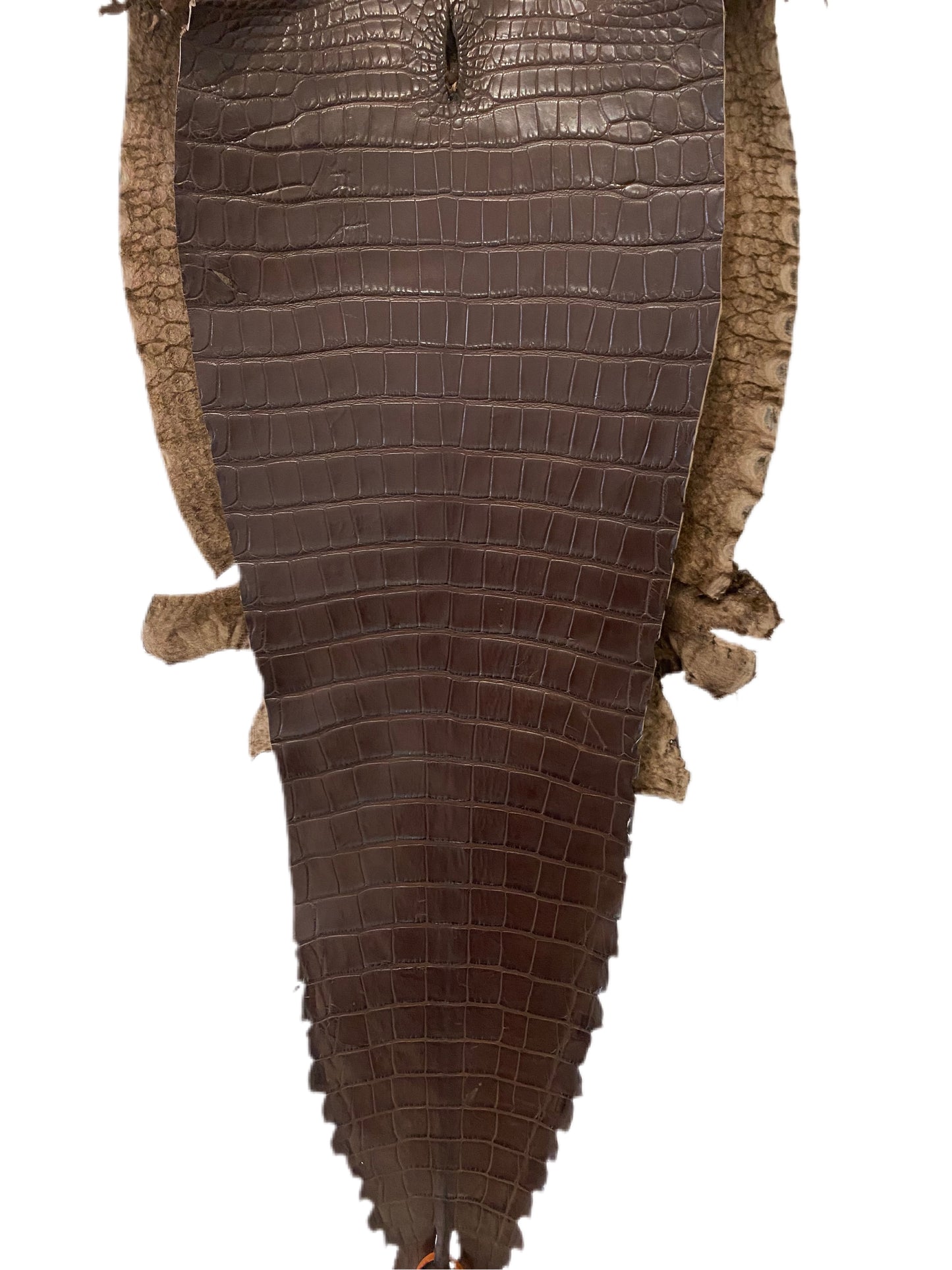39 cm Grade 1/2 Chocolate Matte Farm Raised American Alligator Leather - Tag: FL17-0052914