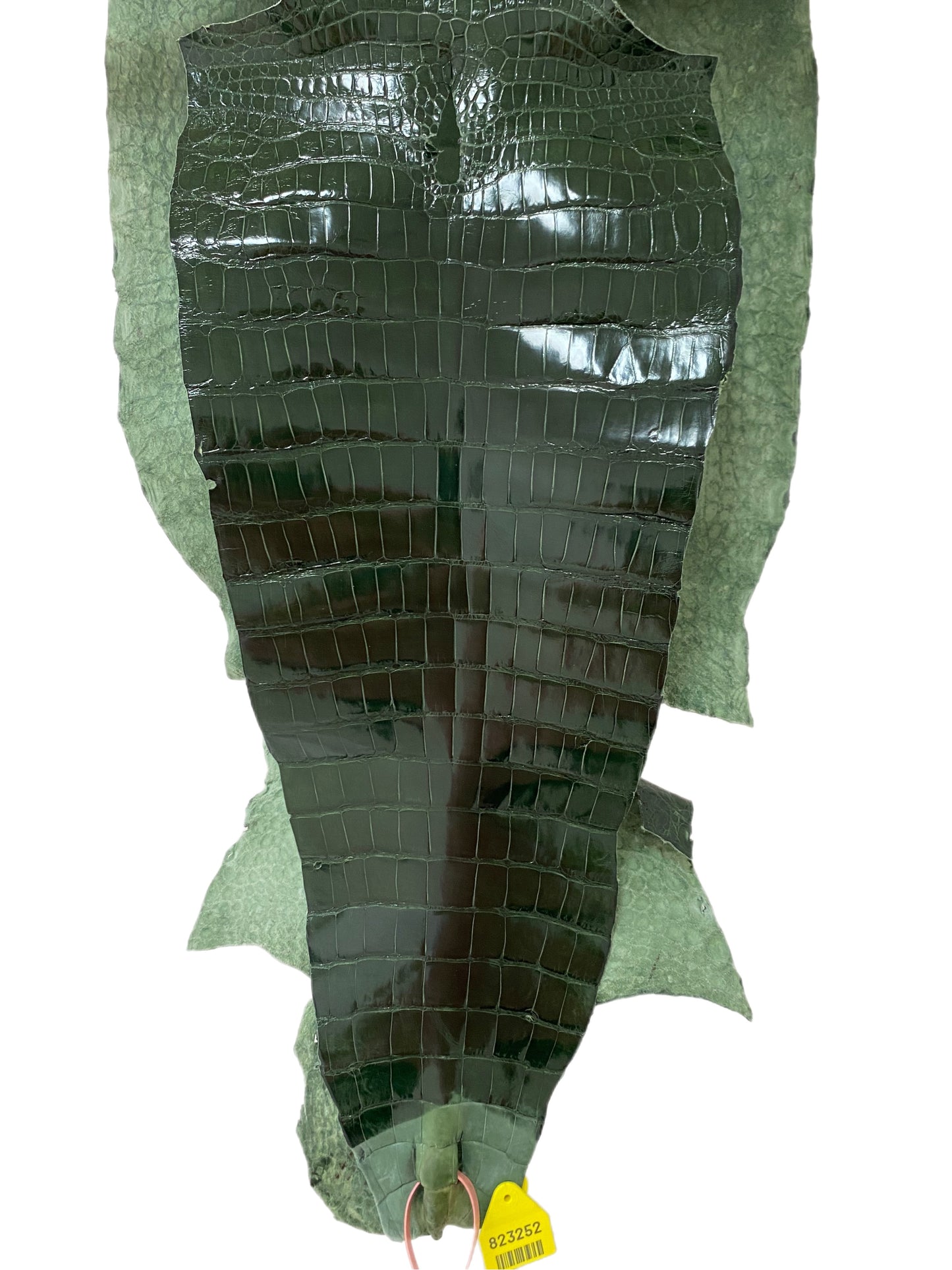 38 cm Grade 1/2 Forest Green Glazed Wild American Alligator Leather - Tag: LA15-0042382